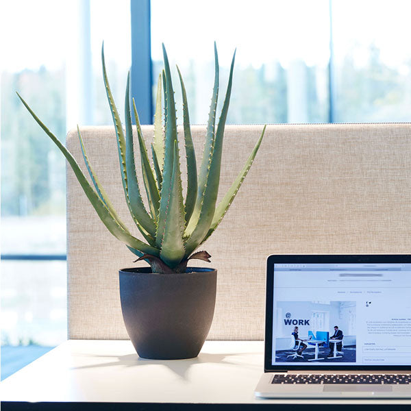 Kunstig plante Aloe Vera inkl. sort krukke